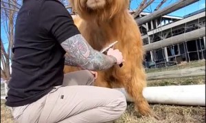 Friendly cow preciously kisses his caretaker