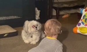 Grandson Loves Playing with Pup