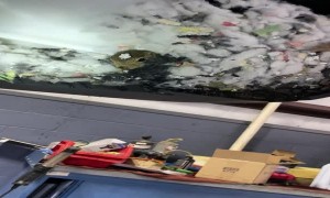 Mechanics Gently Try to Remove a Family of Squirrels from Vehicle Hood