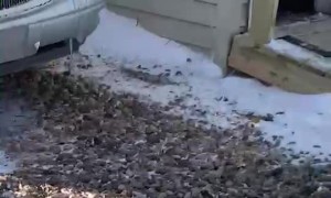 Surprise Puppy for Hubby