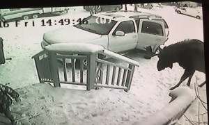 Moose Surprises Kids in Close Encounter