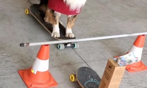 Skilful Doggy Snatches Banknote From Precarious Stack