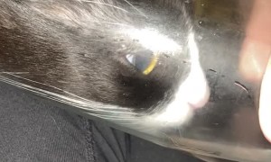 Cat Squeezes into Glass for a Drink