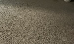 Bearded Dragon Unexpectedly Runs into Dresser