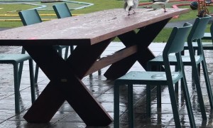 Seagull Goes for a Ride on Its Friend