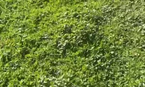 Excited Pup Runs Too Fast for His Own Good