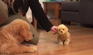 Golden Retriever Puppy Is Totally Jealous Of Toy Dog