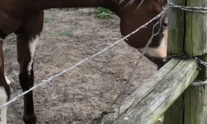 Horse Swings Around a Snake