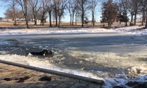 Cows Rescued from Frozen Pond