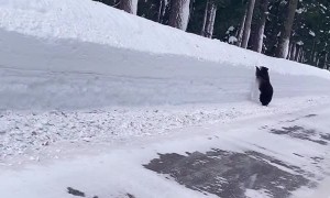 Bear Runs Along Road Looking for an Exit