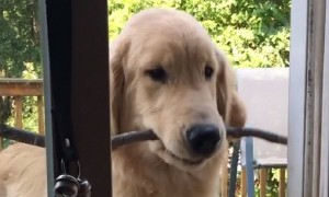 Adorable Dog Struggles To Get Favorite Stick Through Door