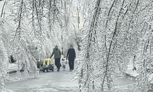 Frozen Trees Create Winter Wonderland