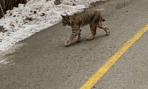 Curious Bobcat Spotted Strolling Along Trail