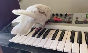 Pigeon Performs a Song and Dance on the Piano