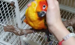 Pumpkin the Parrot loves Cuddles