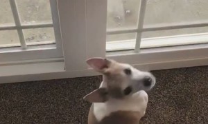 Pup Wants to Play With Moose