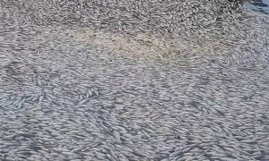 Freezing Temperatures Cause Mass Fish Kill