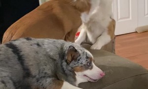 Rosco Disapproves of Playtime