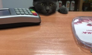 Kitten Requests Service at the Checkout Counter