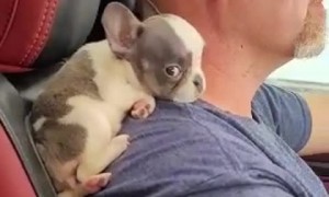Puppy Goes for a Drive on Guy's Shoulder