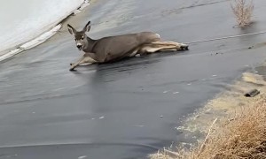 Deer Runs Away After Being Rescued From Icy Lake