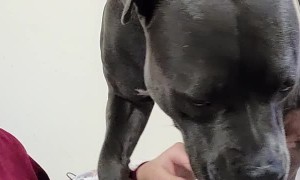 Dog Nudges Owner to Continue Petting
