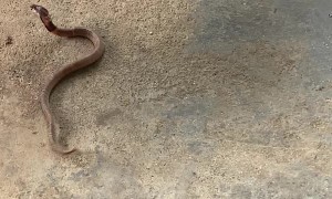 Dog Isn't Backing Down from Snake