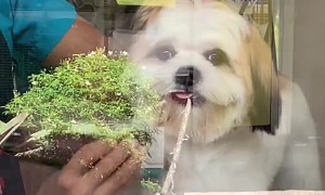 Cute Dog Smiles from Ear to Ear