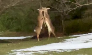 Deer Loses Antler During Intense Battle
