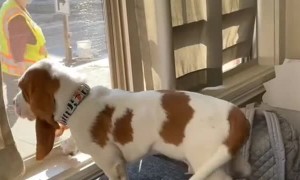 Dog Waits at Window For Kids