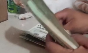 Cute Kitty Helps with Accounting