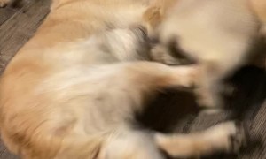 Doggy Dad Swarmed by Puppy Pack