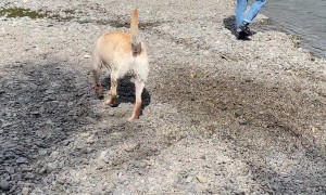 Fast Flowing River Drags Dog Downstream