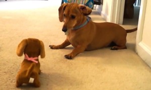 Puppy Hilariously Reacts After Meeting Toy Look-Alike