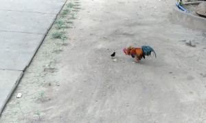 Brave Chick Chases Rooster