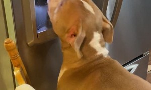 Cool Dog Gets His Own Ice Cubes