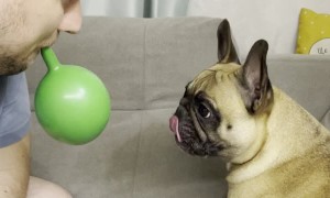 French Bulldog Loves Playing with Balloon