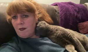 Cuddly Kitty Craves Attention