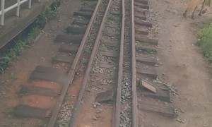 Horse Holds Up Train on Bridge