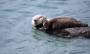 Mother Sea Otter Really Wants Baby To Quiet Down