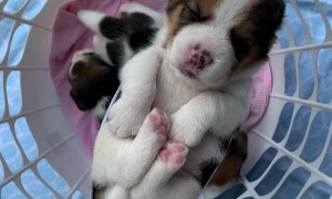 Beagle Puppy Sleeping in Makeshift Mask Hammock