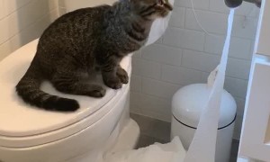 Troublesome Kitty Uses the Whole Roll