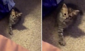 Copycat Kitten Adorably Mimics Owner's Hand Movements