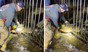 Firefighters separate bars to free deer trapped in fence
