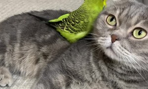Birdie Climbs All Over Feline Best Friend