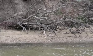 Bobcat Swims Between Islands Searching for Food