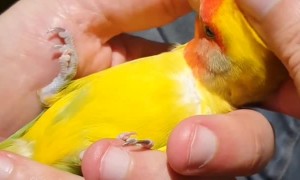 Bird Lays Back Into Hand for a Cuddle