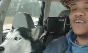Husky Howls Along With I Love You