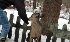 Brothers Rescue a Deer Trapped on Top of Fence