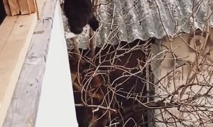 Agile Kitty Climbs Into House the Hard Way